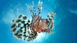 Combating the Invasive Lionfish—by Wearing Them | National Geographic