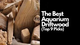 The Best Aquarium Driftwood (Top 9 Picks) 🌿
