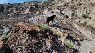 Walking in Hell Creek Badlands: Hunting for Dinosaur Bones!