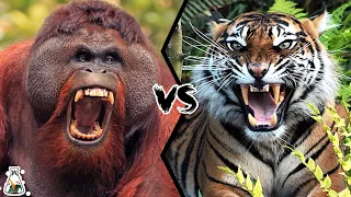 Orangutan vs Tiger – Who Would Win a Fight?