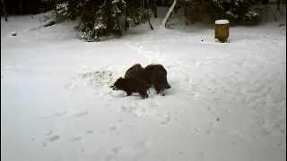 Four wild boars (Latvia, Taurenkals, hunting area)