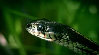 ADORABLE SNAKE - it's Awesome