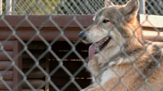 Saint Francis Wolf Sanctuary (Texas Country Reporter)