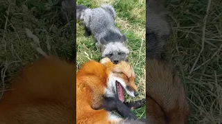 Упрямый лис 🦊