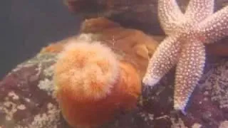 Anemones in Time Lapse