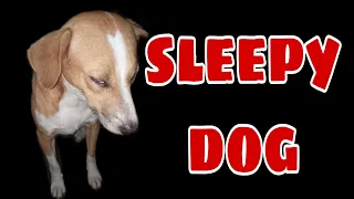 If you laugh you lose the challenge (this funny sleepy dog will make you happy )