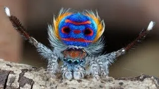 Peacock Spider 7 (Maratus speciosus)