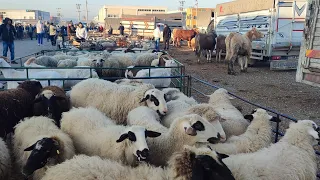 TORBALI HAYVAN PAZARINDA KURBAN PİYASASI.