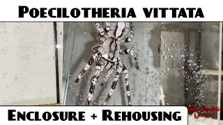 Poecilotheria vittata "Ghost Ornamental" tarantula adult female Enclosure & Rehousing