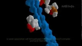 Arp2/3 complex mediated actin nucleation