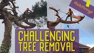 Tree surgeon removes gnarly pine tree | Rigging and tree climbing | Narrated