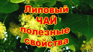 ❤️Липовый Чай. Полезные  свойства.