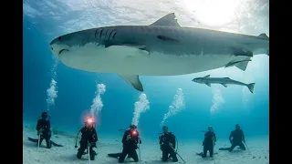 Tiger shark Dive at Tiger Beach in Grand Bahama, Bahamas