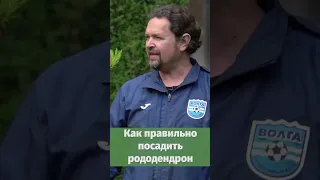 Как правильно посадить Рододендрон