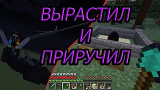 ПРИРУЧИЛ ДРАКОНА В MINECRAFT | КАК ВЫРАСТИТЬ И ПРИРУЧИТЬ ДРАКОНА В МАЙНКРАФТ