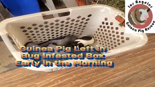 Guinea Pig Rescued From Bug-infested Dumped Box!