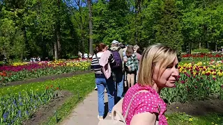 ТЮЛЬПАНЫ🌷ТЮЛЬПАНЫ🌷ТЮЛЬПАНЫ     ЕЛАГИН ОСТРОВ 🌳🌷🌿🌷🍀🌷☘️     ГАЛИНА ФИ 🤓🖐️❤️