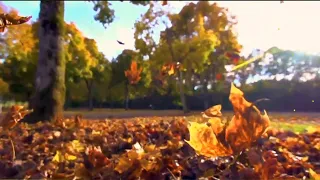 Футаж. Осенний листопад 🍁🍁🍁Autumn leaf fall background