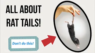 All About Pet Rat Tails! (What's Normal, Health Issues, etc. - GORE Warning for Degloving Section)