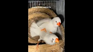 White zebra finch