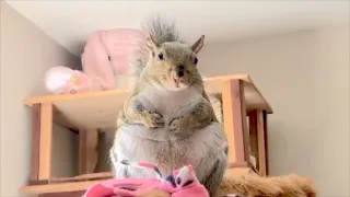 Rescued squirrel is living the spoiled life