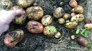 Осень в деревне! Картошка под травой, урожай 2022 г! Пирог - запеканка из тыквы! Жизненные зарисовки