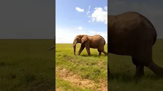 Wild Elephant in Masai Mara National Park, Kenya, Africa #safari #wildlife #africa