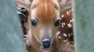 Another Year Another Baby Deer