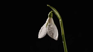 Snowdrop flower time lapse. ‘En Aranjuez Con Tu Amor', sung by Chloëbeth Hamer