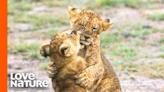 Baby Lions Cubs and Hyena Cubs Having Fun