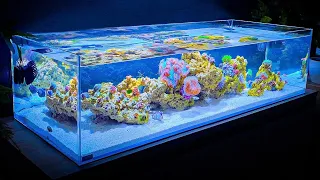 Shallow Reef Tank Update and Coral and Fish Unboxing (Month One)