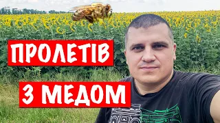 Пролетів з Соняшниковим Медом 🍯