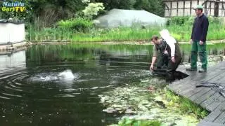 Action! Große Störe werden ins Kaltwasseraquarium umgesetzt!