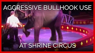 Aggressive Bullhook Use on Young Elephant at Shrine Circus