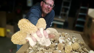 Morel Mushrooms...HUGE HAUL !!! for 2024