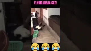 very funny cat flying ninja cat!