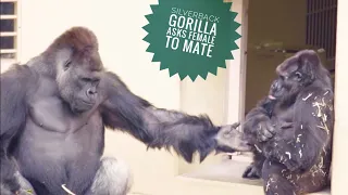 Giant Male Gorilla Asking Female To Mate, But She Dumped Him | The Shabani Family