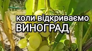 Коли відкривати виноград після зими? Переваги укриття під землю #виноград