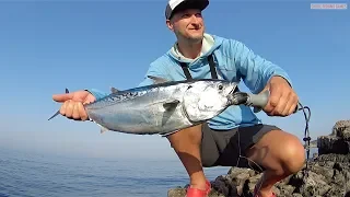 Sabiki jigging from shore! One cast - 4 fish & false albacore. 16.06.2019