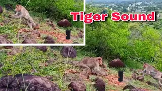 Fake Tiger Sound Prank on Monkey | Monkey Pranks || part 2 || can't stop laughing