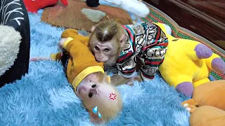 Baby Monkey AKA was angry when BonBon took his food causing Dad to intervene