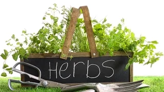 Basics for Beginners: Fool Proof Herb Gardening