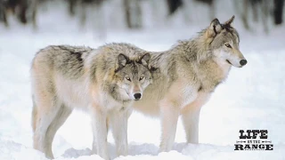 Part 1: Early History of Wolves in Idaho