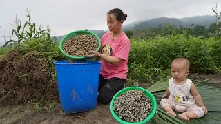 Single mother Harvests peanuts, takes them home, boils them and sells them to the village-lytieuly