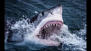 Documentary Great White Shark Ocean Monster[Incredible Nature TV] 2018