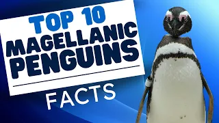 Top 10 Magellanic Penguin Fun Facts - Penguins 101