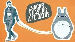 ¿Puedes sacar a tu gato de paseo como si fuera un perro? 🙀 | Aprende cómo y evita traumas