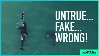 5 Things people get WRONG about the Orcas & swimmer video