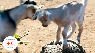 Building resilience to food insecurity in Malawi through livestock distribution