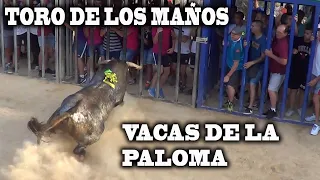 Toro de Los Maños y vacas de la paloma 21 07 2019 Sagunto